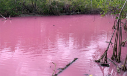 Mangrove-rose-au-Diamant