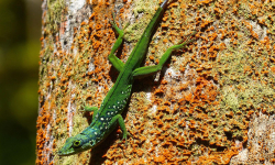 Anolis